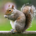 Discovering the World of Squirrels: A Comprehensive Look into Pest Control Solutions