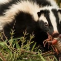 All About Skunks: The Ultimate Guide to Managing and Controlling Pests