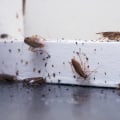 All You Need to Know About Cockroaches: Effective Pest Control Solutions