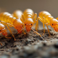 How to Effectively Manage Termites: A Comprehensive Guide