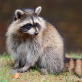 All You Need to Know About Raccoons