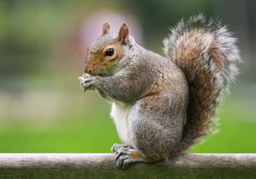 Discovering the World of Squirrels: A Comprehensive Look into Pest Control Solutions