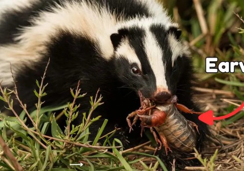 All About Skunks: The Ultimate Guide to Managing and Controlling Pests