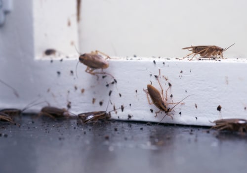 All You Need to Know About Cockroaches: Effective Pest Control Solutions