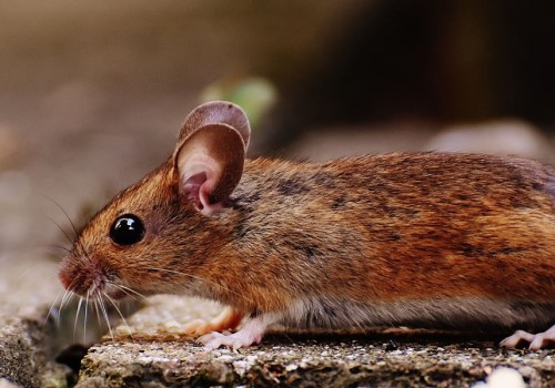 Covering all About Mice: The Best Pest Control Solutions