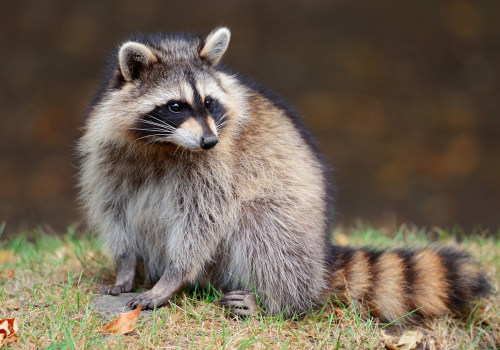 All You Need to Know About Raccoons